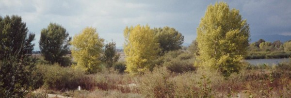 Freemont Cottonwood trees along Los Angeles River