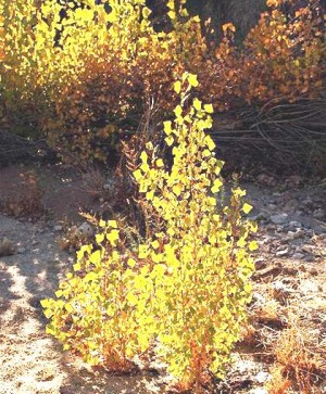 Populus Fremontii sapling in wash